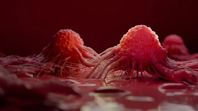 Cancer cells on a culture medium 