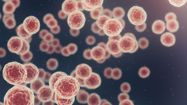 Microscopic red cancer cells. 