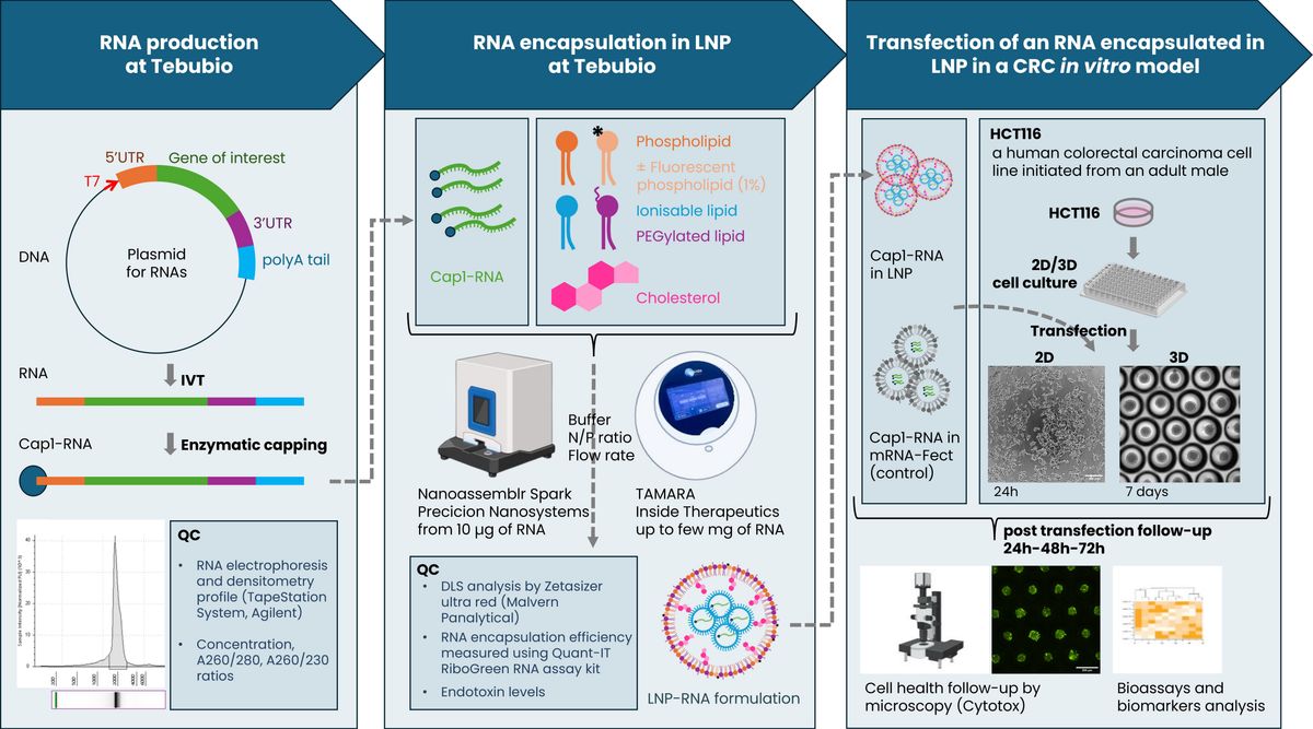 Figure showing an example of a HCT116 cell line used to model colorectal cancer (CRC) in 3D culture to test RNA/LNP-based therapeutics in vitro.