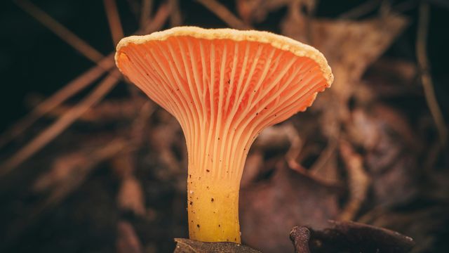 A close-up of an orange mushroom on the forest floor. 