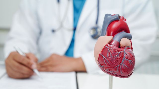 Model of human heart with doctor sat behind making notes. 