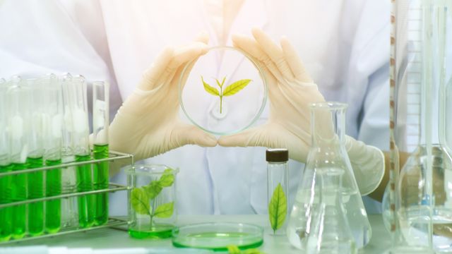 A scientist in a lab holds a petri dish containing a small green plant with gloved hands. 