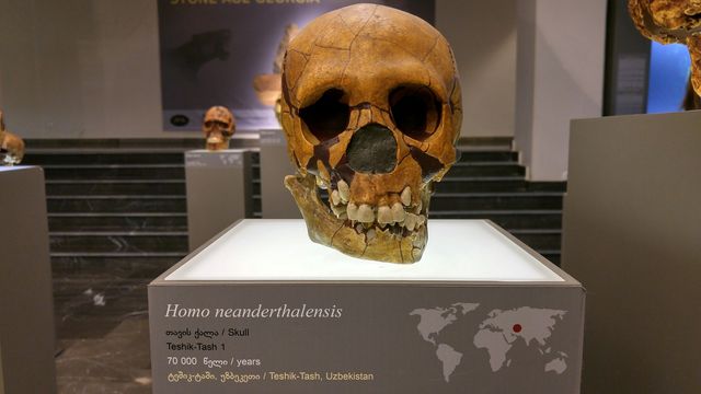Neanderthal skull on display from Teshik-Tash, Uzbekistan, linked to studies of Neanderthal DNA. 