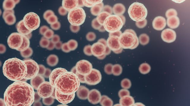 Microscopic view of multiplying cancer cells in a dark fluid environment. 