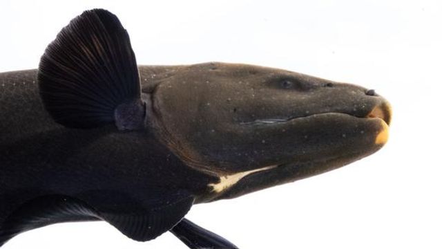 Close-up of an electric eel showing its dark body and fin against a white background. 