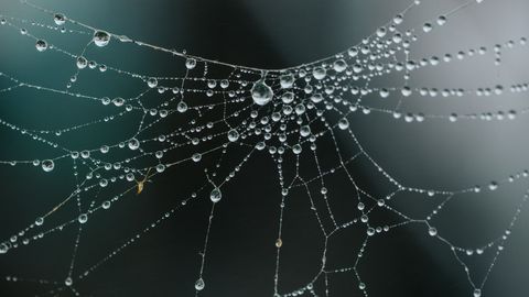 Scientists Spin Silk From Artificial Spider Gland