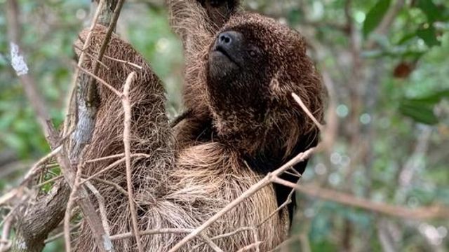 Southern Maned Sloth (Bradypus crinitus) climbing through forest branches in its natural habitat. 